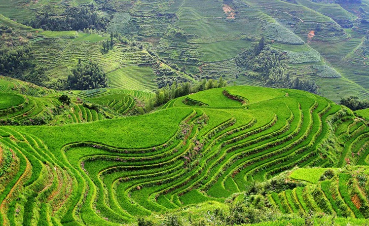 2. Rice Terraces, Vietnam 1