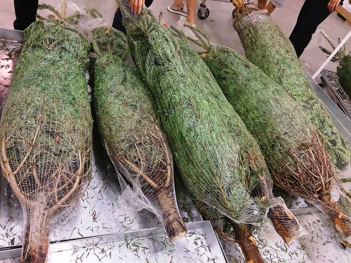 Christmas_tree_for_sale-e1449514186693