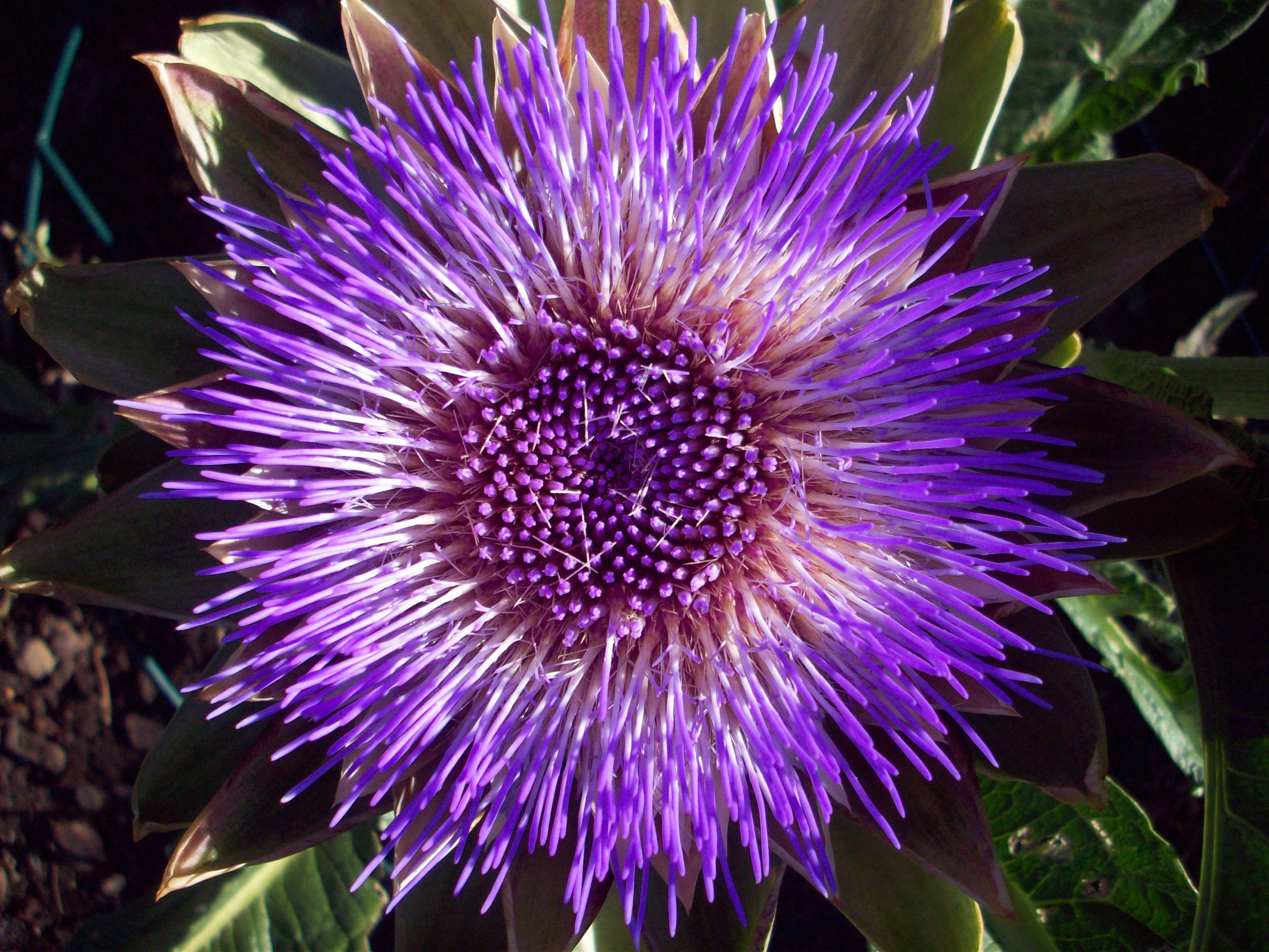 An artichoke left to bloom into a vivid purple flower head