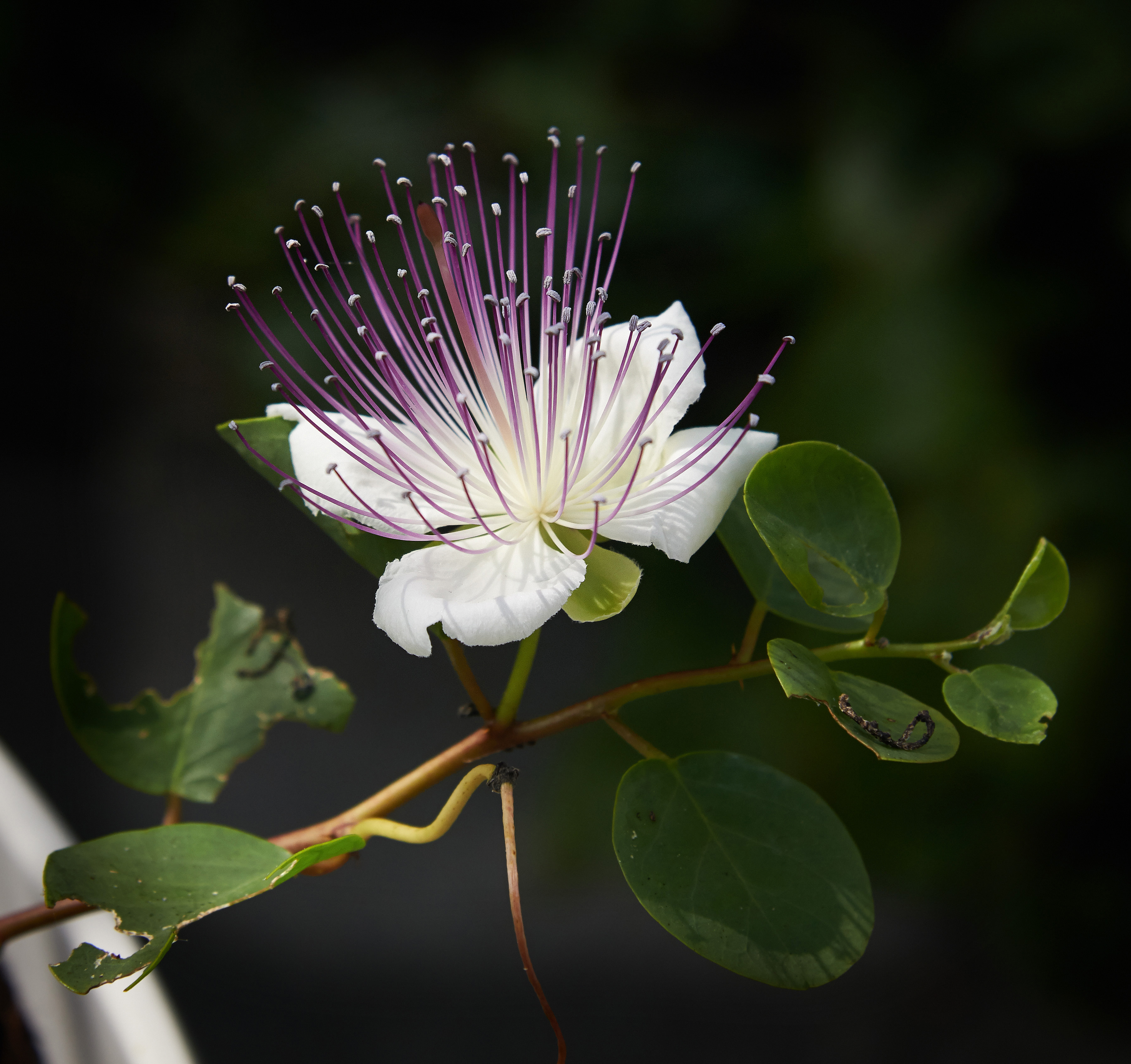 An open caper flower with pale petals and long purple-tipped stamens