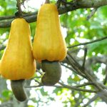 Red and yellow cashew apples with kidney-shaped nuts attached beneath them