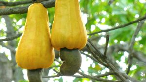 Red and yellow cashew apples with kidney-shaped nuts attached beneath them
