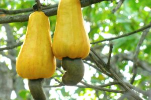 Red and yellow cashew apples with kidney-shaped nuts attached beneath them