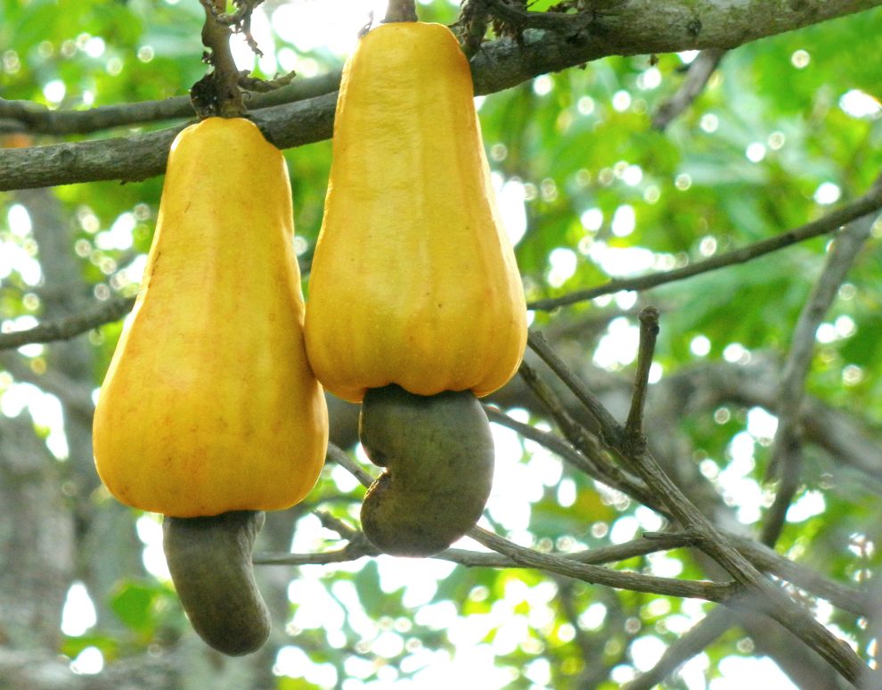 Red and yellow cashew apples with kidney-shaped nuts attached beneath them