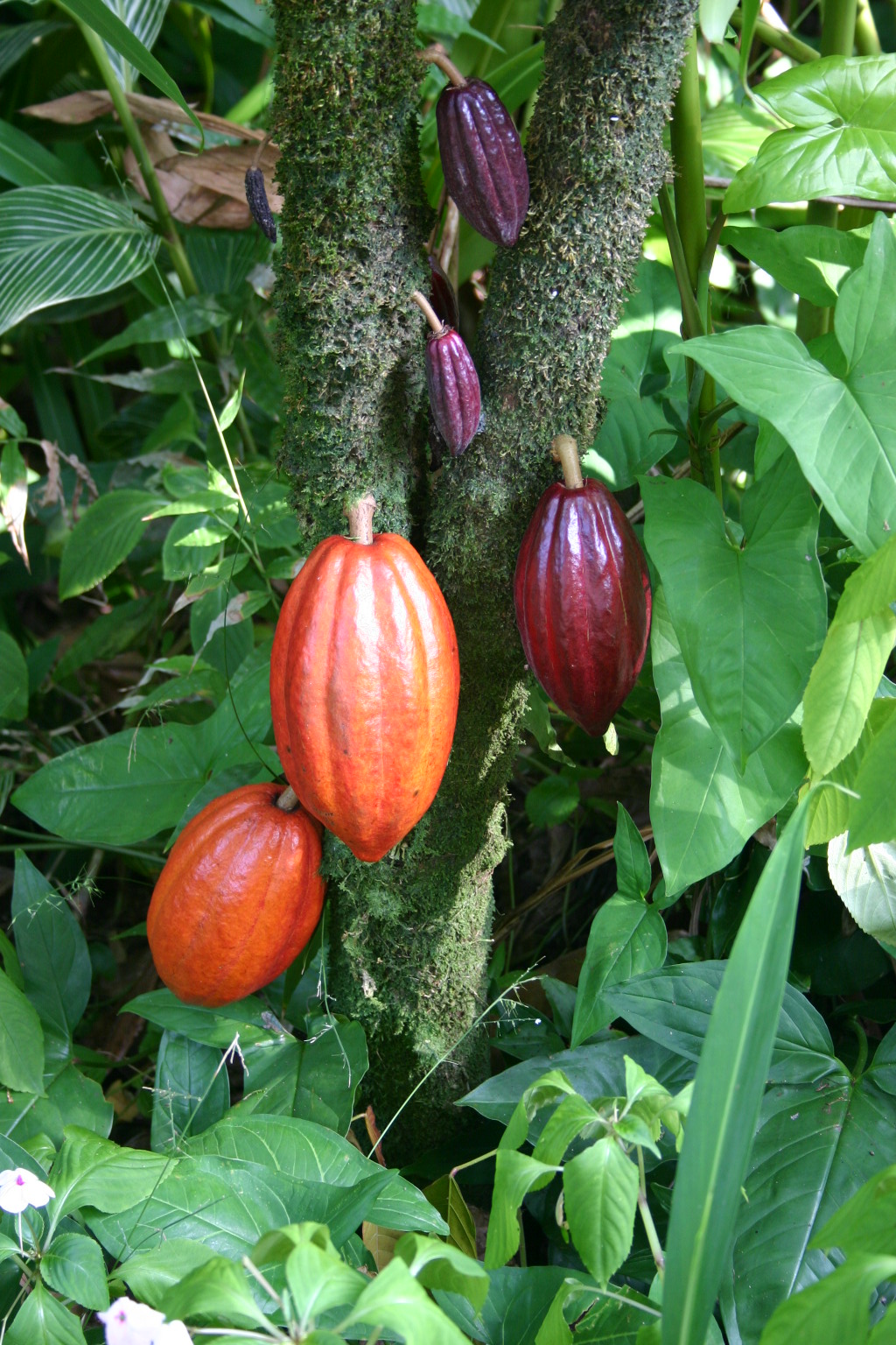 Cacao pods at different stages of ripening growing directly from a tree trunk