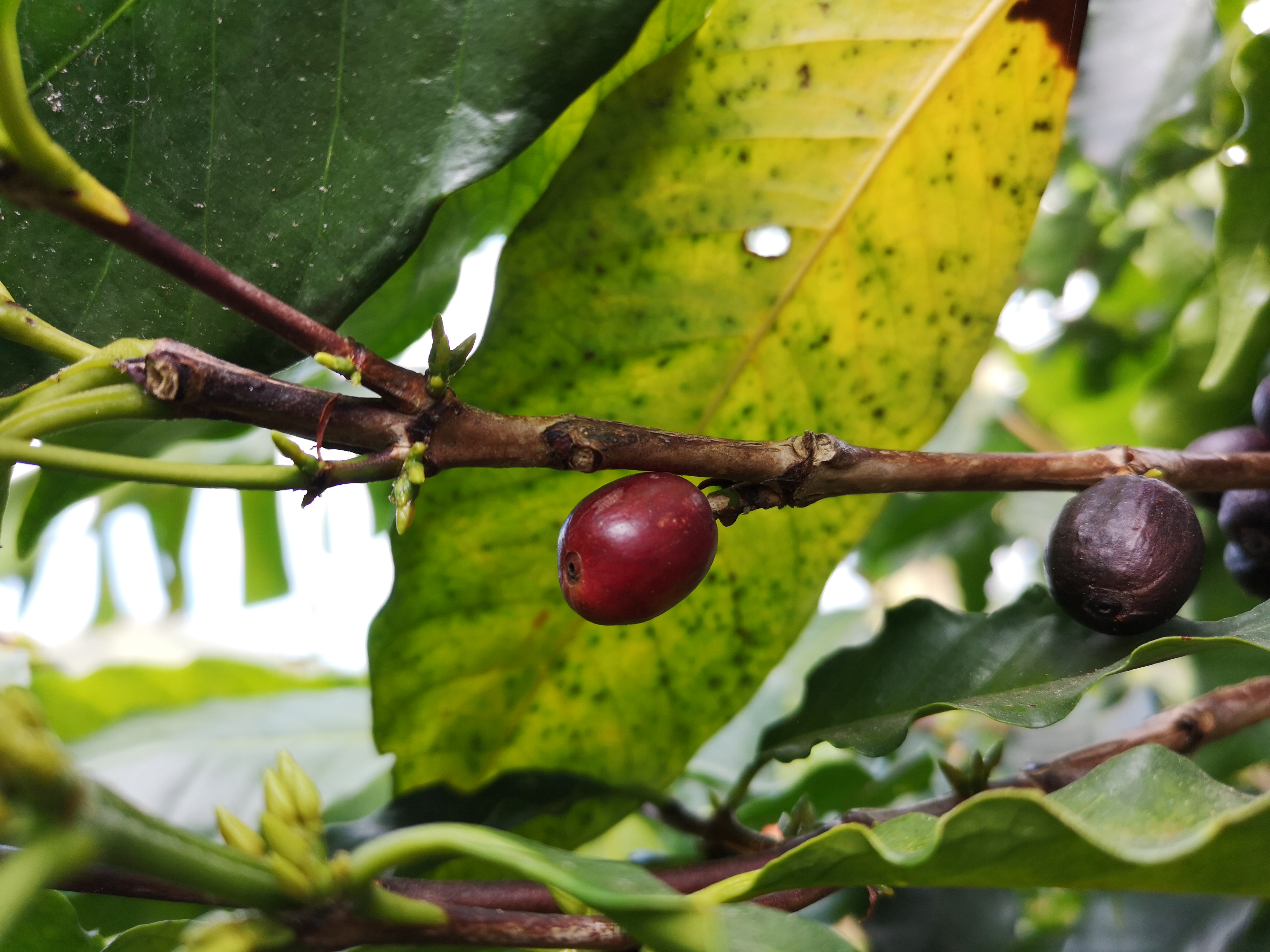 A ripe red coffee cherry before its seeds are processed into coffee beans