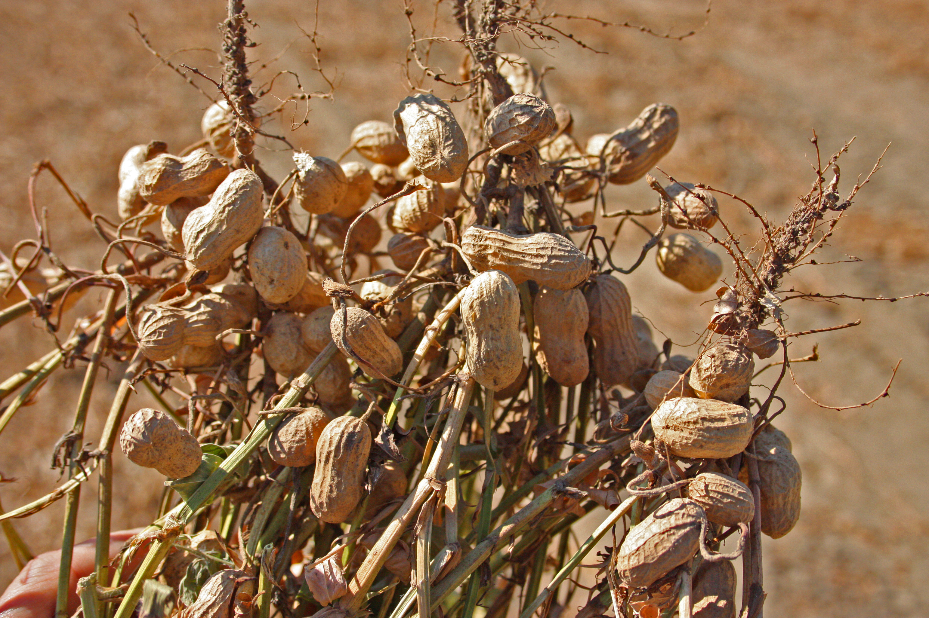 Freshly harvested peanut plants with pods exposed above the soil