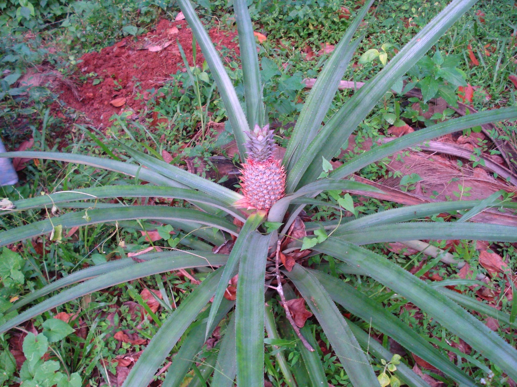A pineapple growing upright from the center of a low, spiky-leaved plant