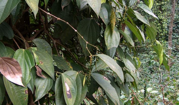 A black pepper vine with green leaves and hanging spikes of unripe peppercorns
