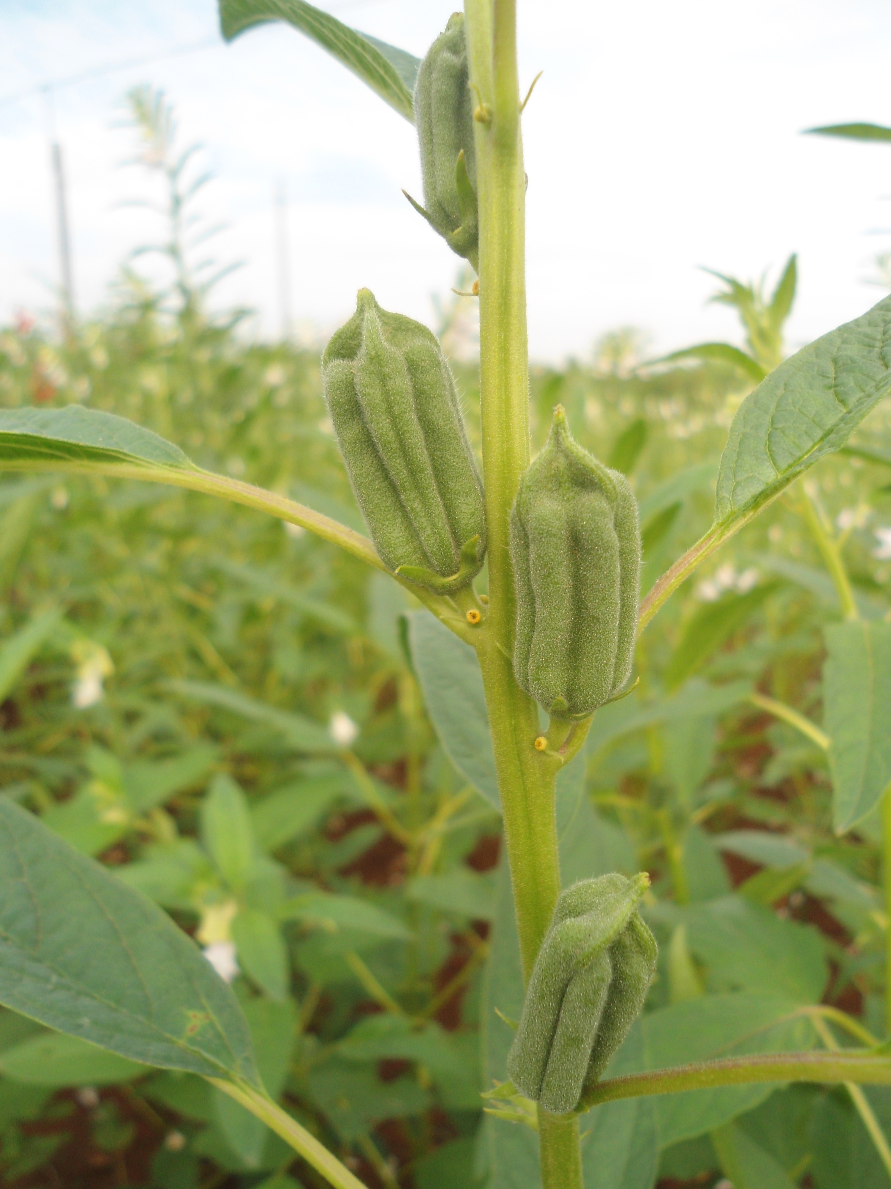Green sesame seed pods growing along an upright plant stem
