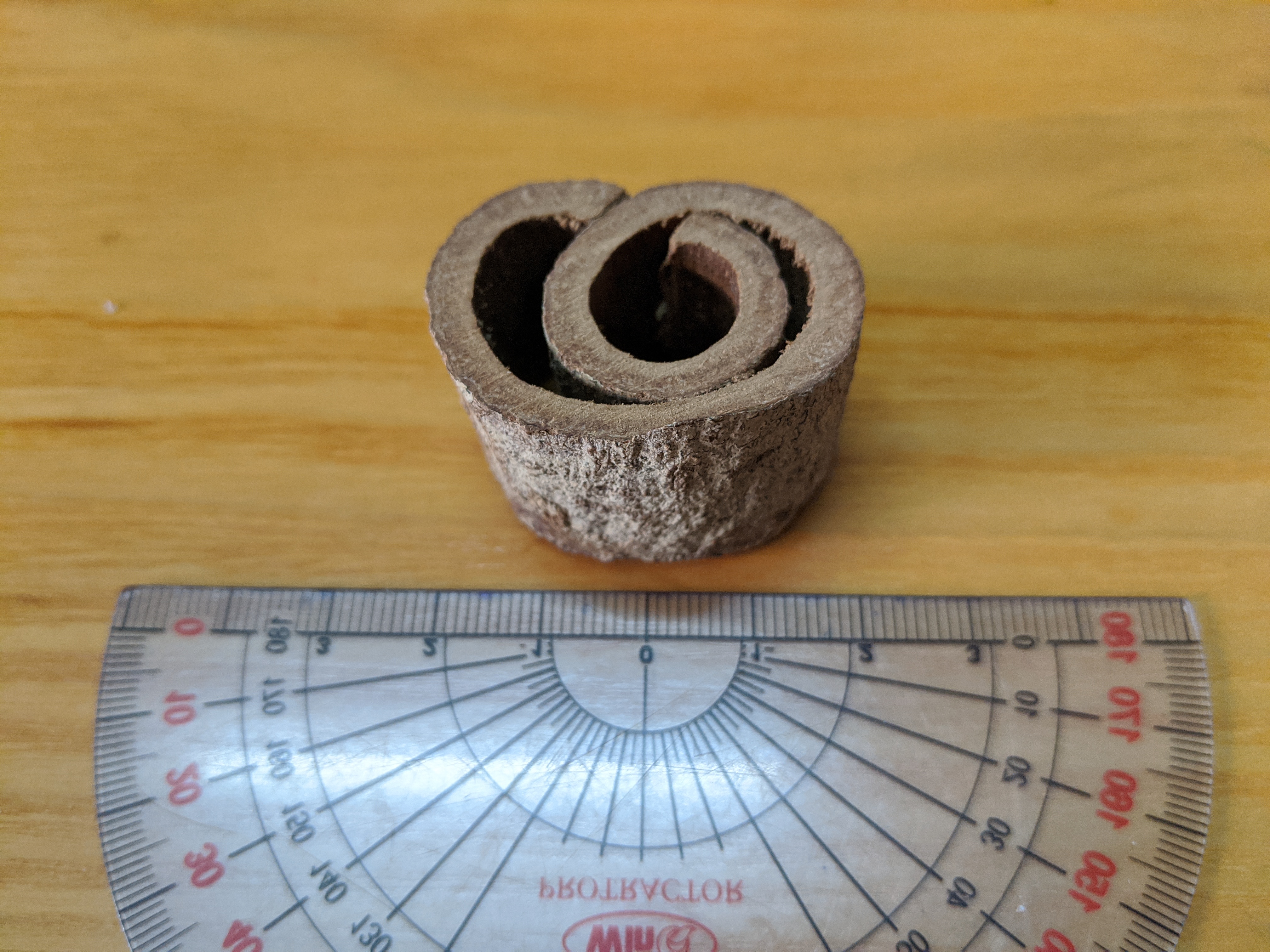A piece of cinnamon tree bark collected in Vietnam