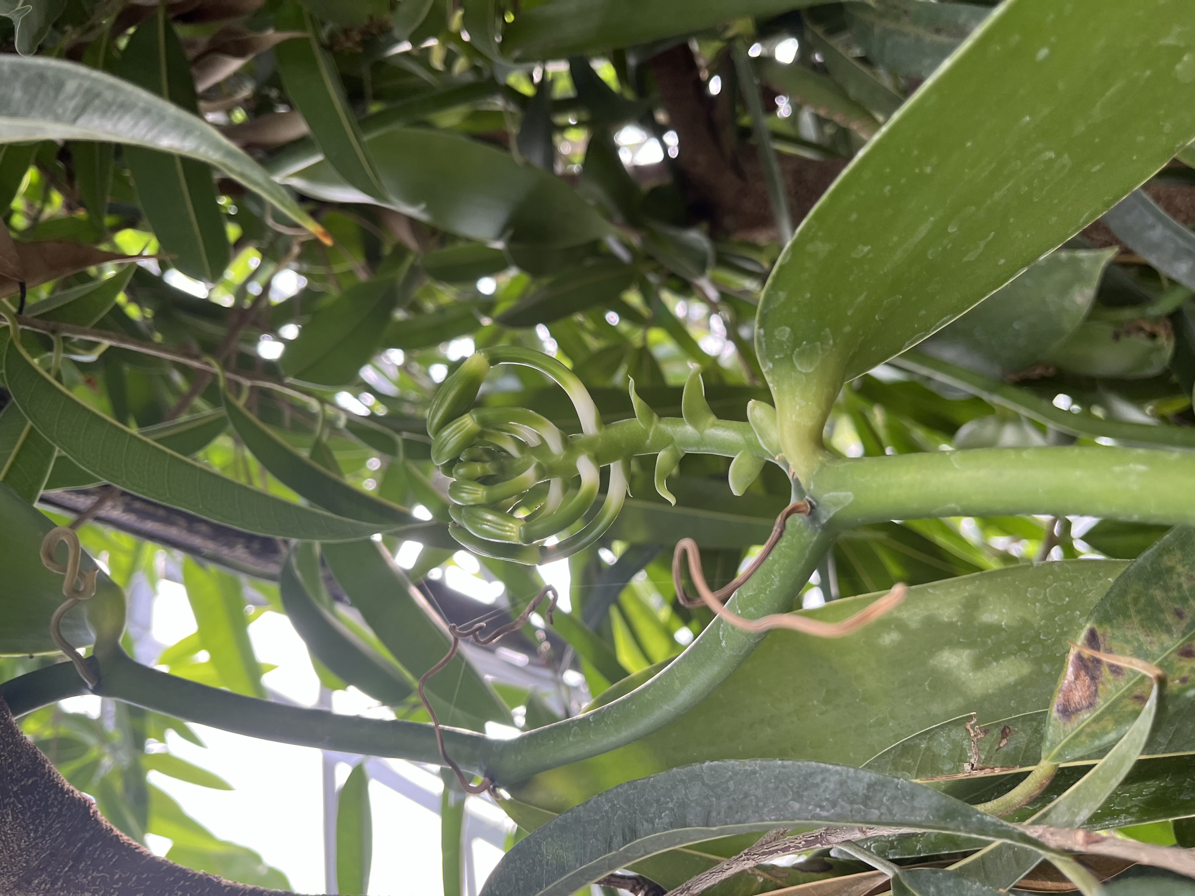 Long green vanilla pods growing on a leafy orchid vine